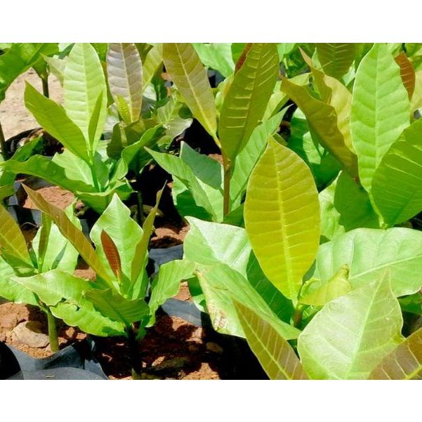 CÂY GIỐNG ĐIỀU ĐỎ