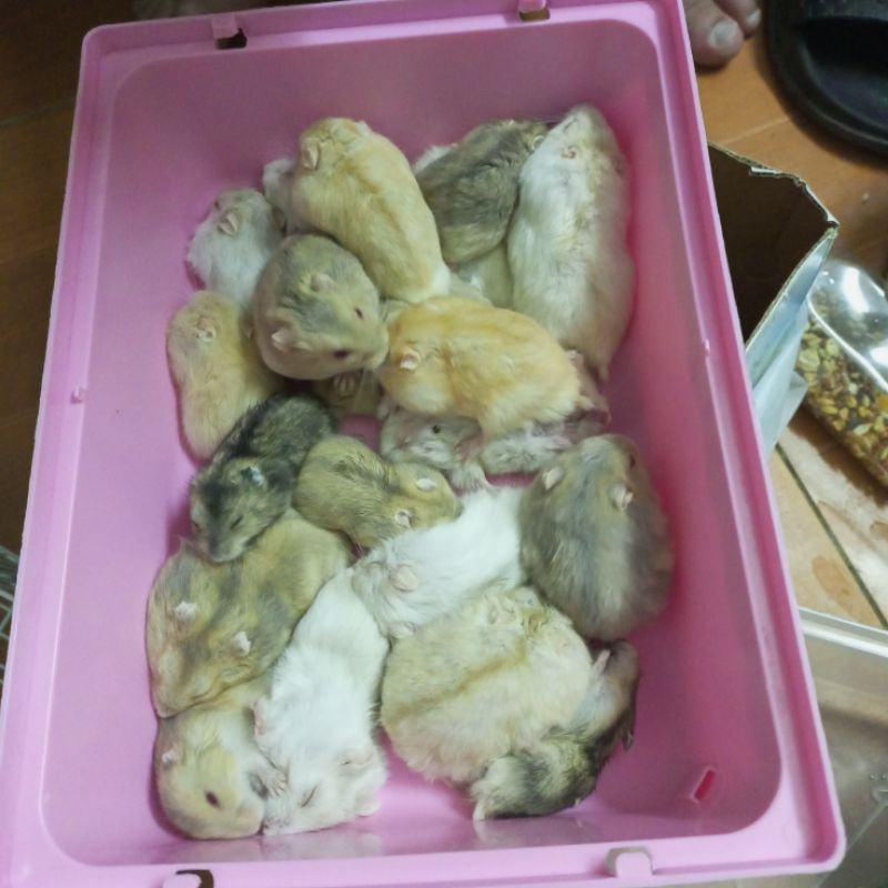 hamster thật ww màu đẹp
