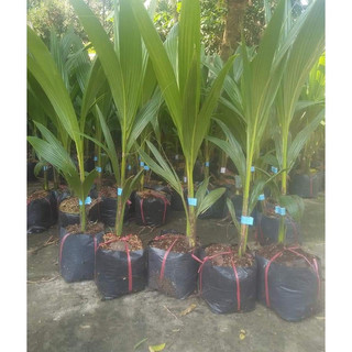 Cây giống dừa xiêm xanh ruột hồng