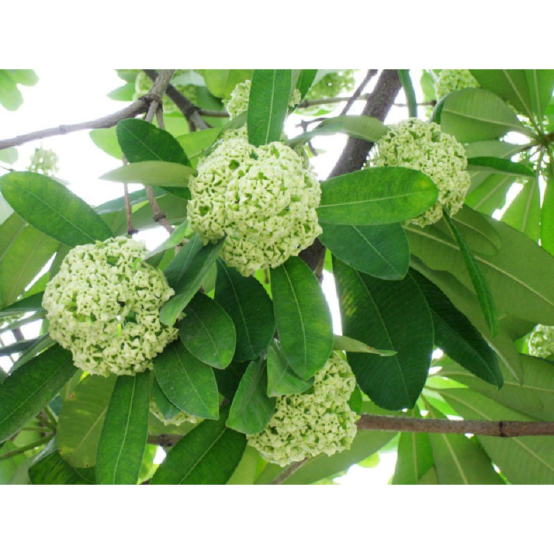 Cây Hoa Sữa Giống ( CÂY GIỐNG NGỌC HIẾU)
