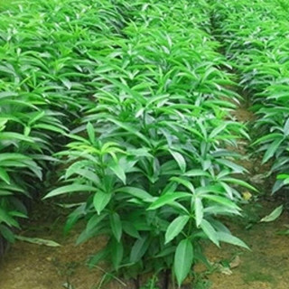 Cây Hoa Sữa Giống ( CÂY GIỐNG NGỌC HIẾU)