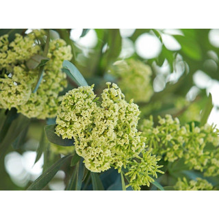 Cây Hoa Sữa Giống ( CÂY GIỐNG NGỌC HIẾU)