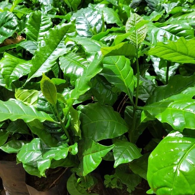 Cây Cà Phê giống Arabica