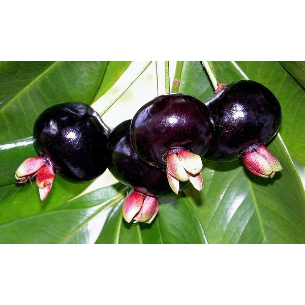 Cây giốngCherry Brazil( CÂY GIỐNG NGỌC HIẾU)