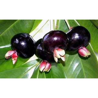 Cây giốngCherry Brazil