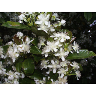 Cây giốngCherry Brazil( CÂY GIỐNG NGỌC HIẾU)
