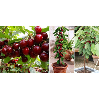 Cây giốngCherry Brazil( CÂY GIỐNG NGỌC HIẾU)