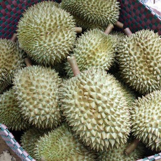 Cây giống sầu riêng musang king – sầu riêng malaysia