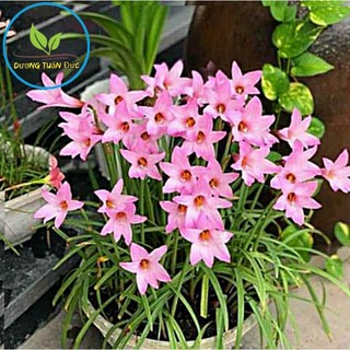Củ hoa huệ mưa cherry pink bông to có sẵn lá, rễ