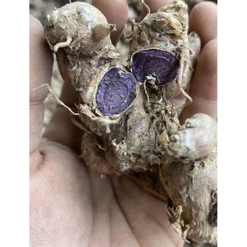 1kg GỪNG ĐEN TƯơI TÂY BẮC