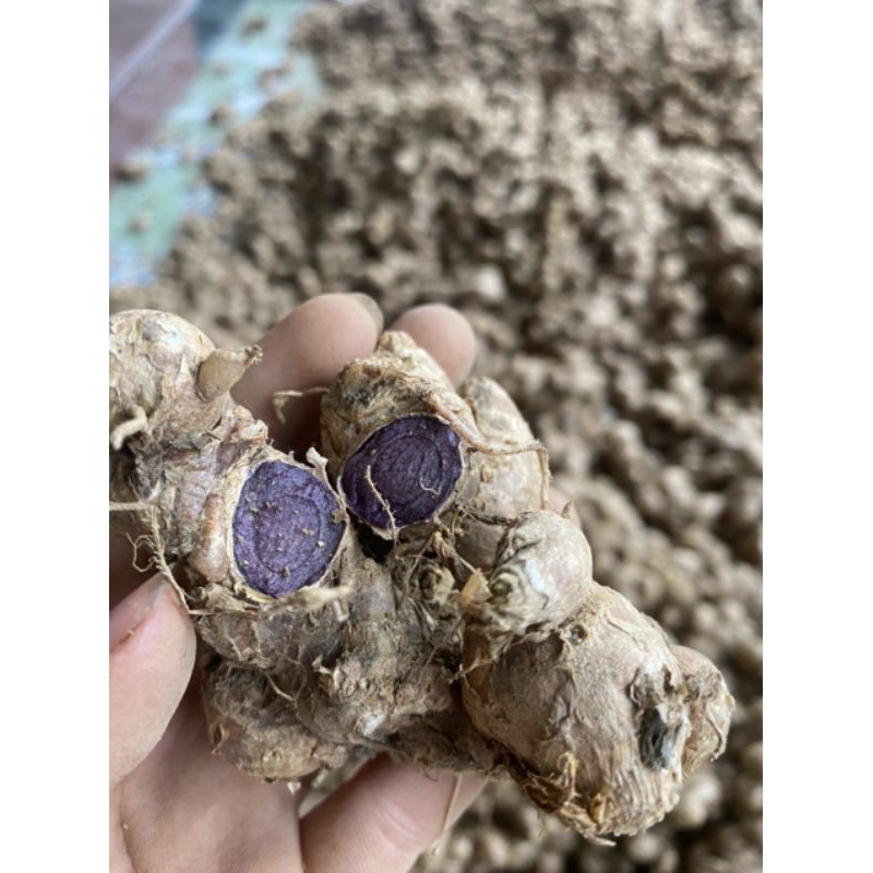 1kg GỪNG ĐEN TƯơI TÂY BẮC