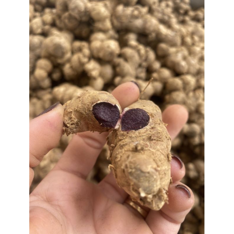 1kg GỪNG ĐEN TƯơI TÂY BẮC