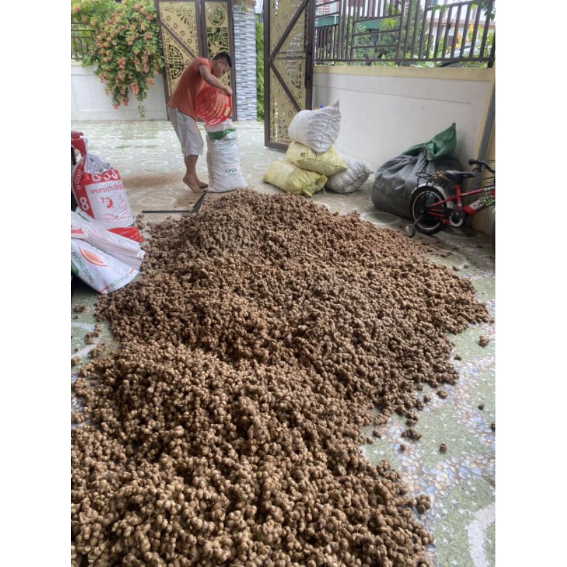 1kg GỪNG ĐEN TƯơI TÂY BẮC