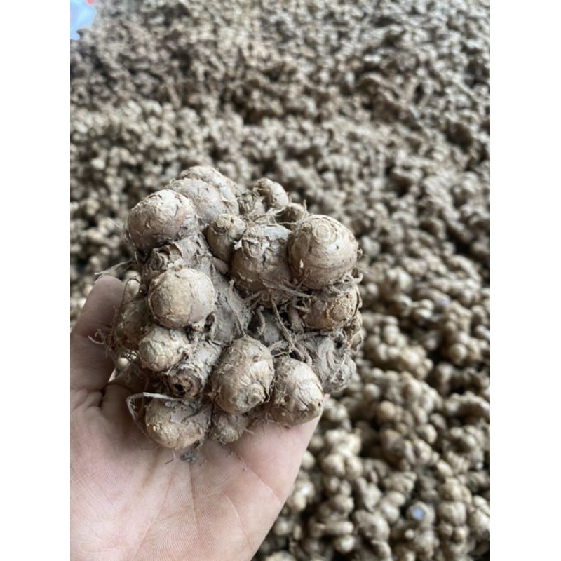 1kg GỪNG ĐEN TƯơI TÂY BẮC