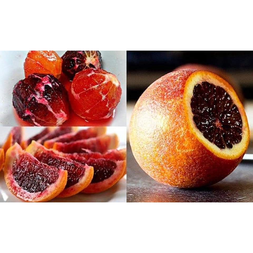 Cam máu Blood Orange ( CÂY GIỐNG NGỌC HIẾU)