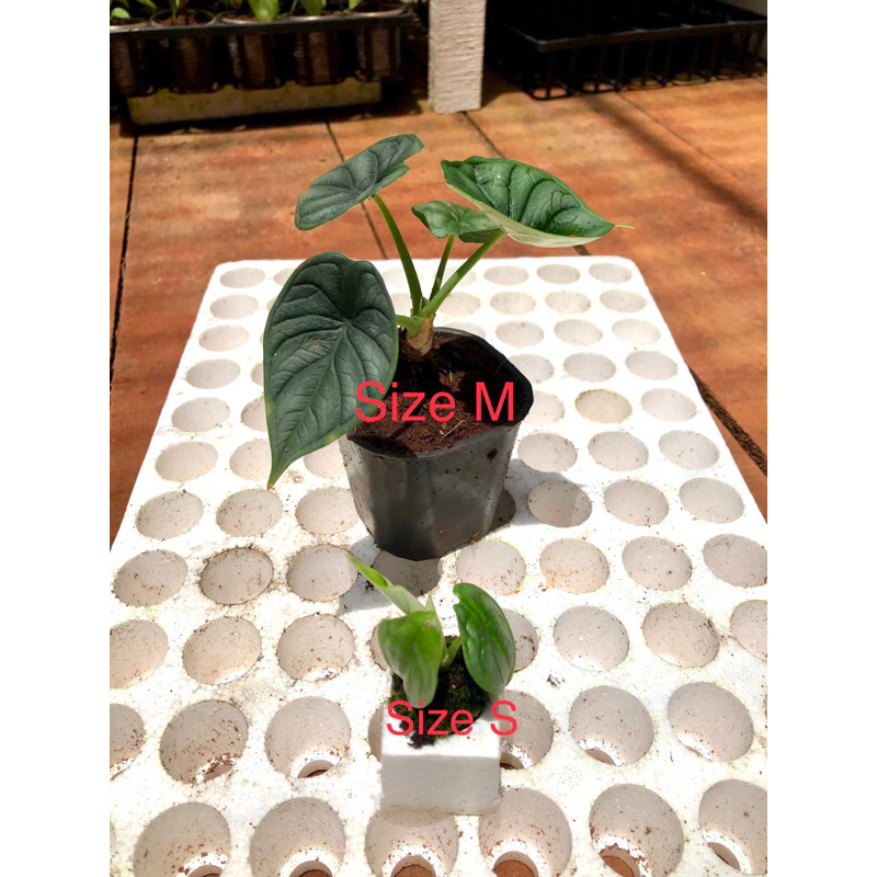 Kiểng lá/ cây trong nhà/ cây Alocasia Dragon Scale
