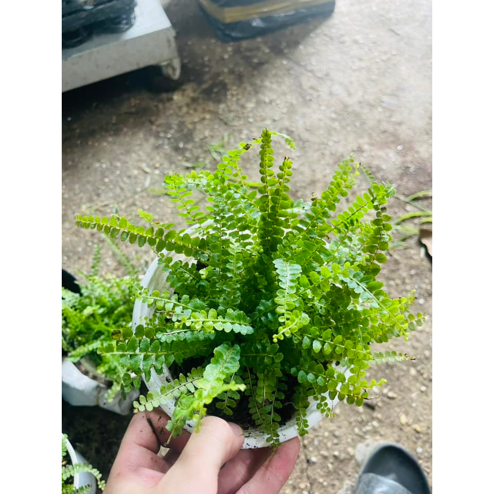 Dương xỉ Cúc Áo trang trí vườn, nhà