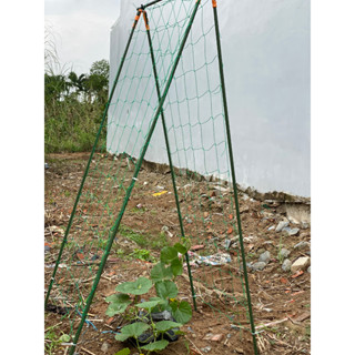 Bộ giàn leo chữ A cho cây trồng 60x180cm Daim, ống thép bọc nhựa phi 11 làm giàn cây leo