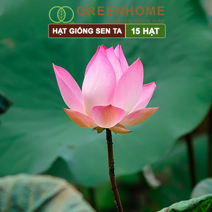 Hạt giống hoa Sen ta Greenhome, gói 15 hạt, dễ trồng, bông to, tặng kèm hướng dẫn H11