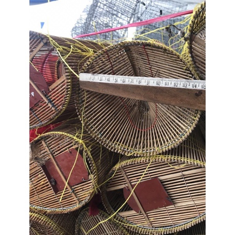 Lộp tép siêu chạy tép