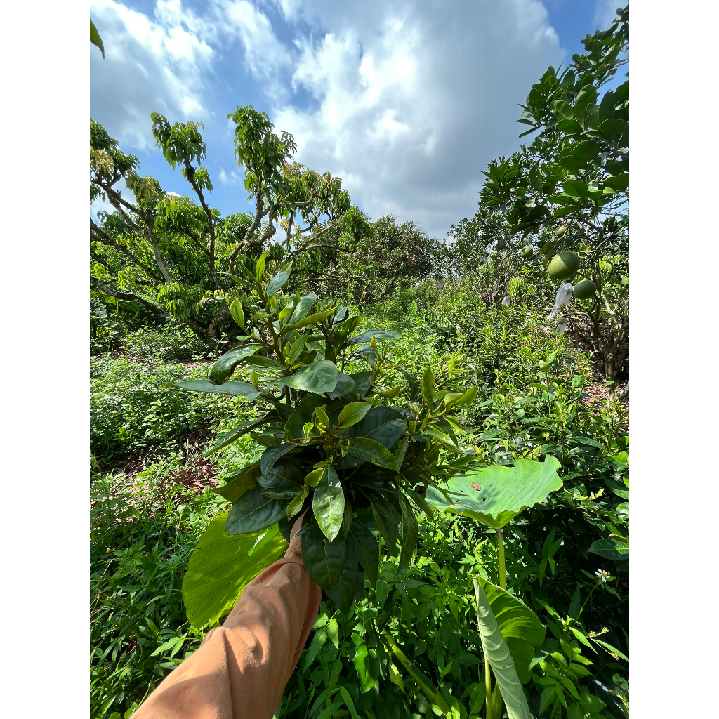 NƯỚC CẤT TRÀ XANH - DƯỠNG DA THOÁNG SẠCH