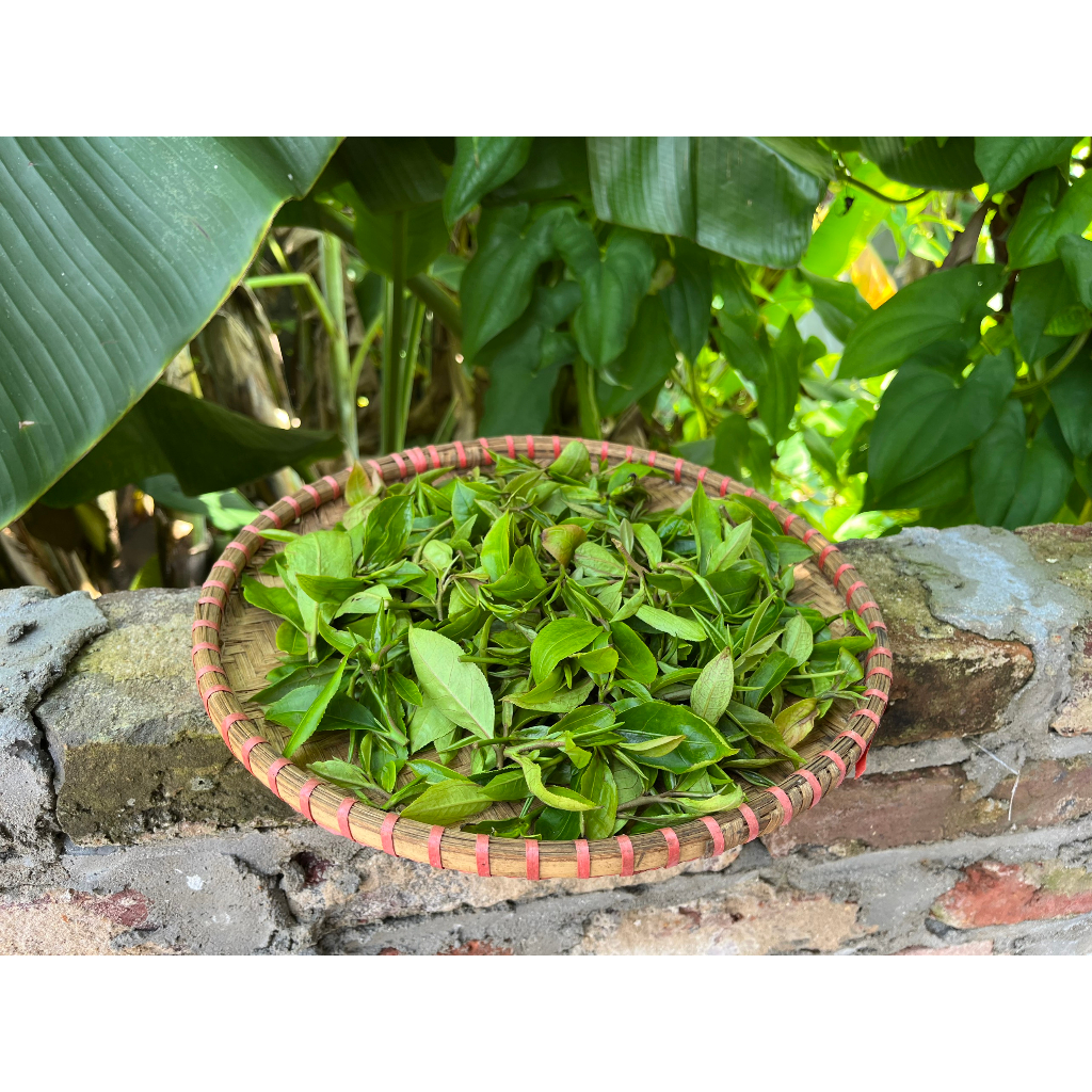 NƯỚC CẤT TRÀ XANH - DƯỠNG DA THOÁNG SẠCH