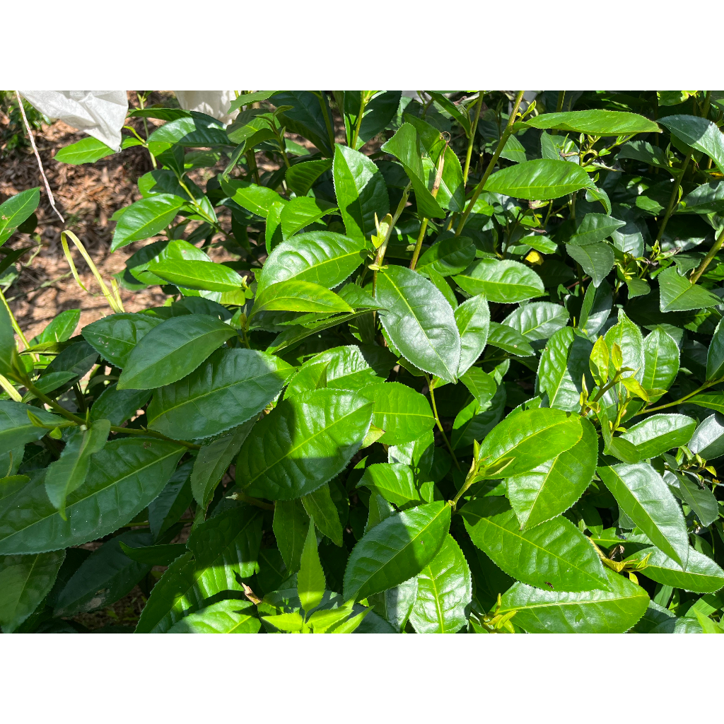 NƯỚC CẤT TRÀ XANH - DƯỠNG DA THOÁNG SẠCH