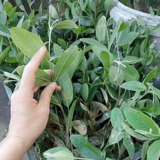 Cây giống sim rừng ăn quả