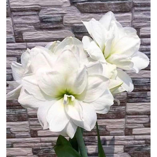 Củ mẹ hoa lan huệ trắng kép white