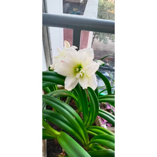 củ mẹ hoa lan huệ trắng kép ưhite Tết hoa