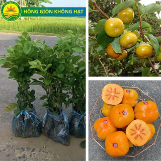 Cây giống Hồng giòn không hạt