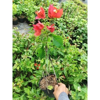 Cây hoa giấy Đỏ Lửa ( nguyên bản) thuần chậu C6, CÓ HOA HOẶC CHƯA HOA.