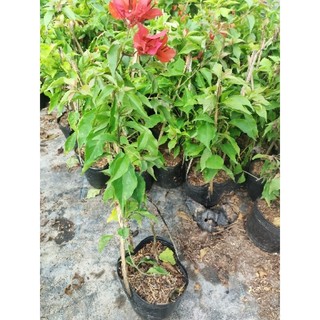 Cây hoa giấy Đỏ Lửa ( nguyên bản) thuần chậu C6, CÓ HOA HOẶC CHƯA HOA.