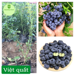 Cây giống việt quất lùn tứ quý, ra hoa, ra trái 4 mùa