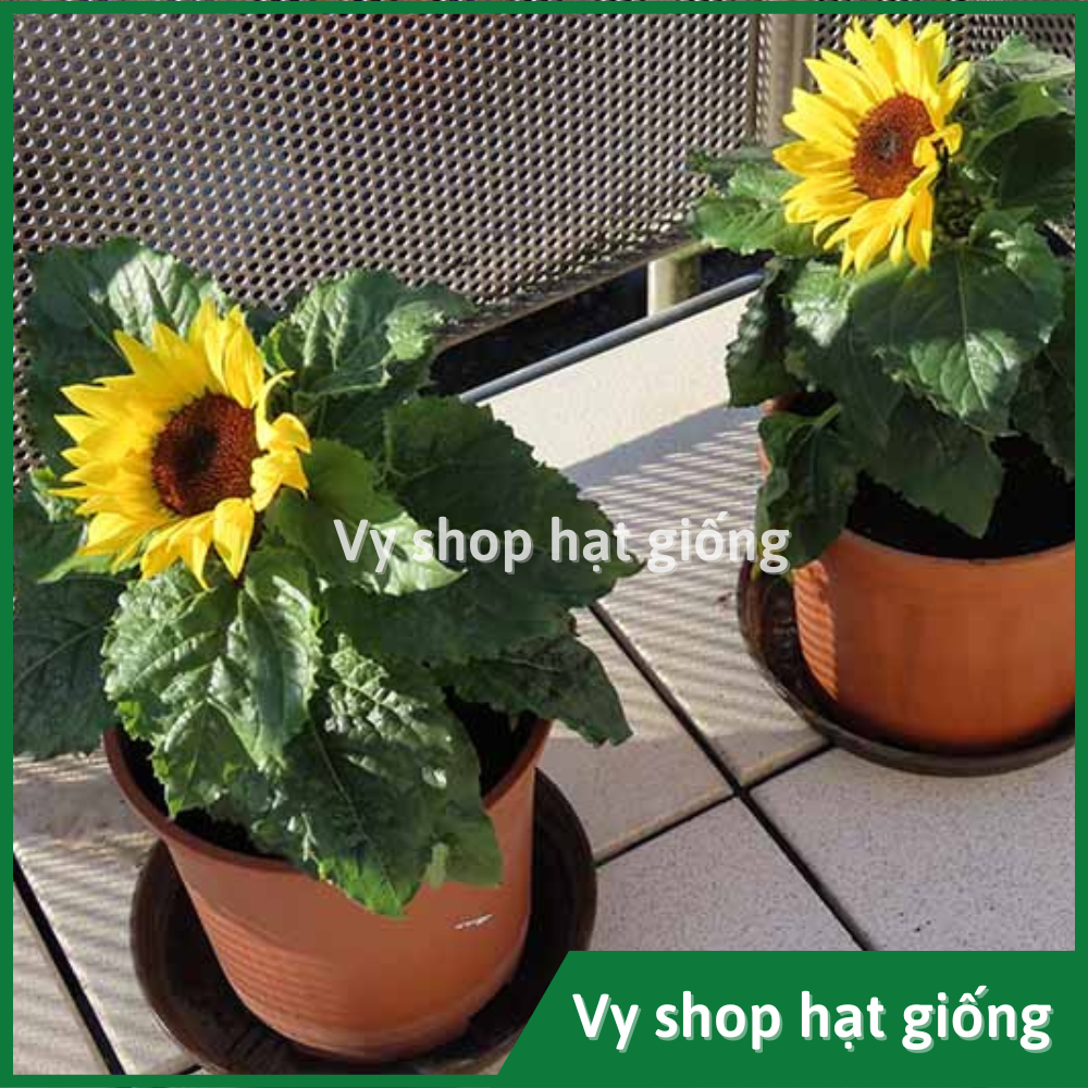 Hạt giống hoa hướng dương lùn trồng chậu gói 18 hạt