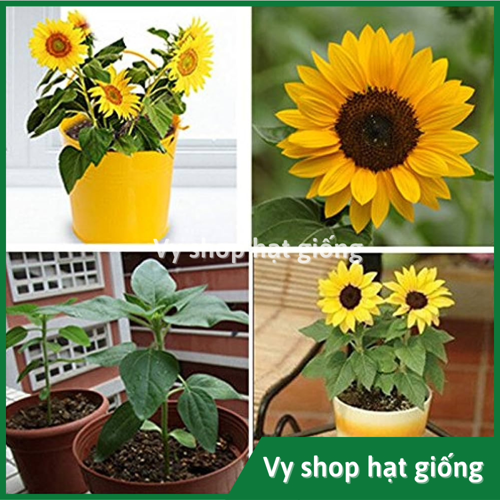 Hạt giống hoa hướng dương lùn trồng chậu gói 18 hạt