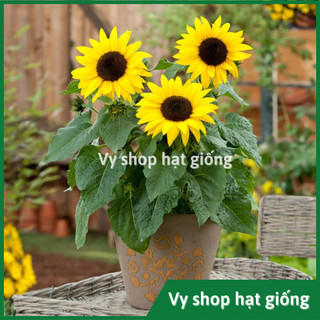 Hạt giống hoa hướng dương lùn trồng chậu gói 18 hạt