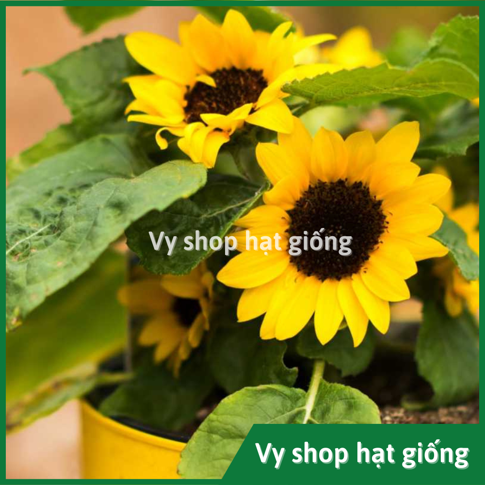 Hạt giống hoa hướng dương lùn trồng chậu gói 18 hạt