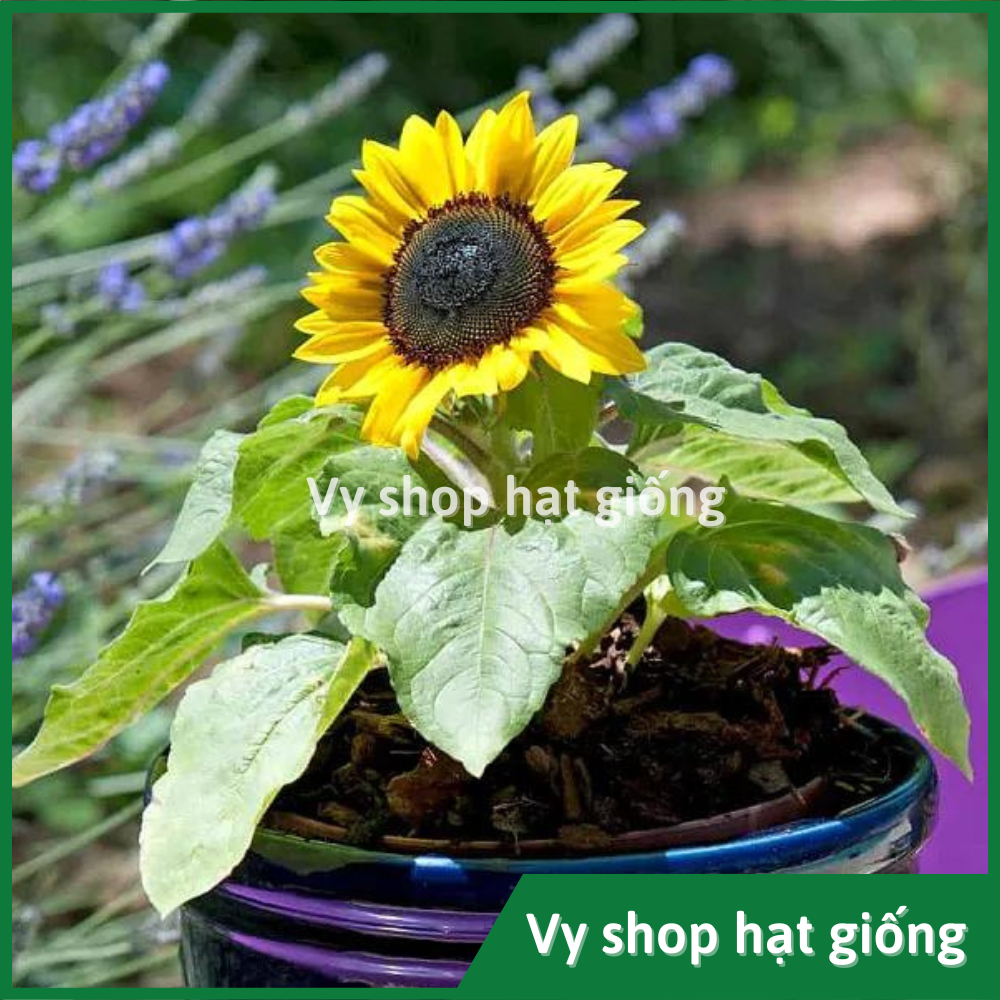 Hạt giống hoa hướng dương lùn trồng chậu gói 18 hạt
