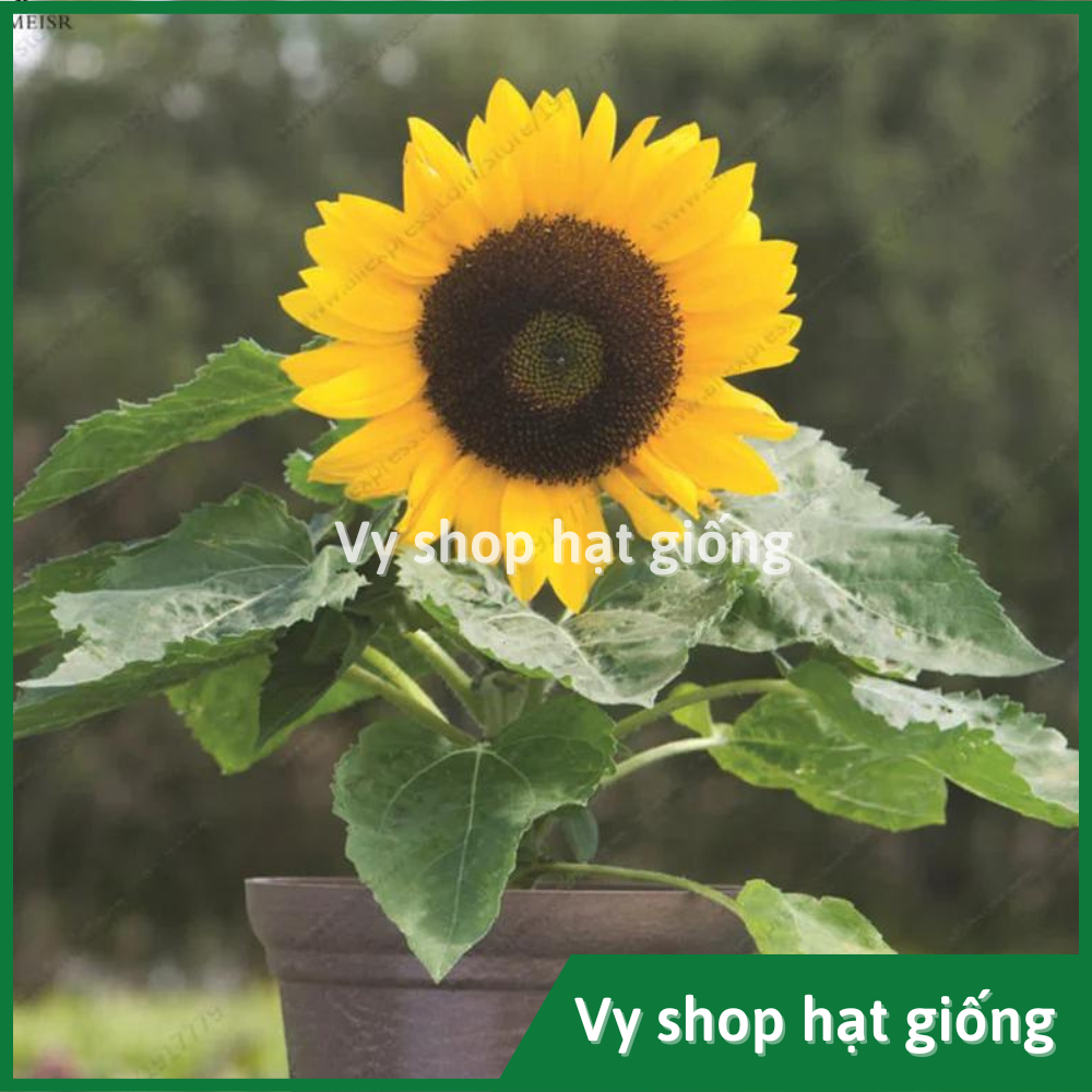Hạt giống hoa hướng dương lùn trồng chậu gói 18 hạt