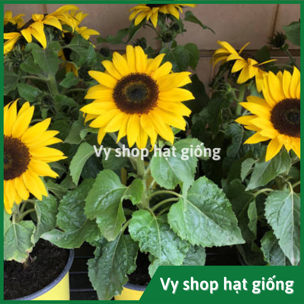 Hạt giống hoa hướng dương lùn trồng chậu gói 18 hạt