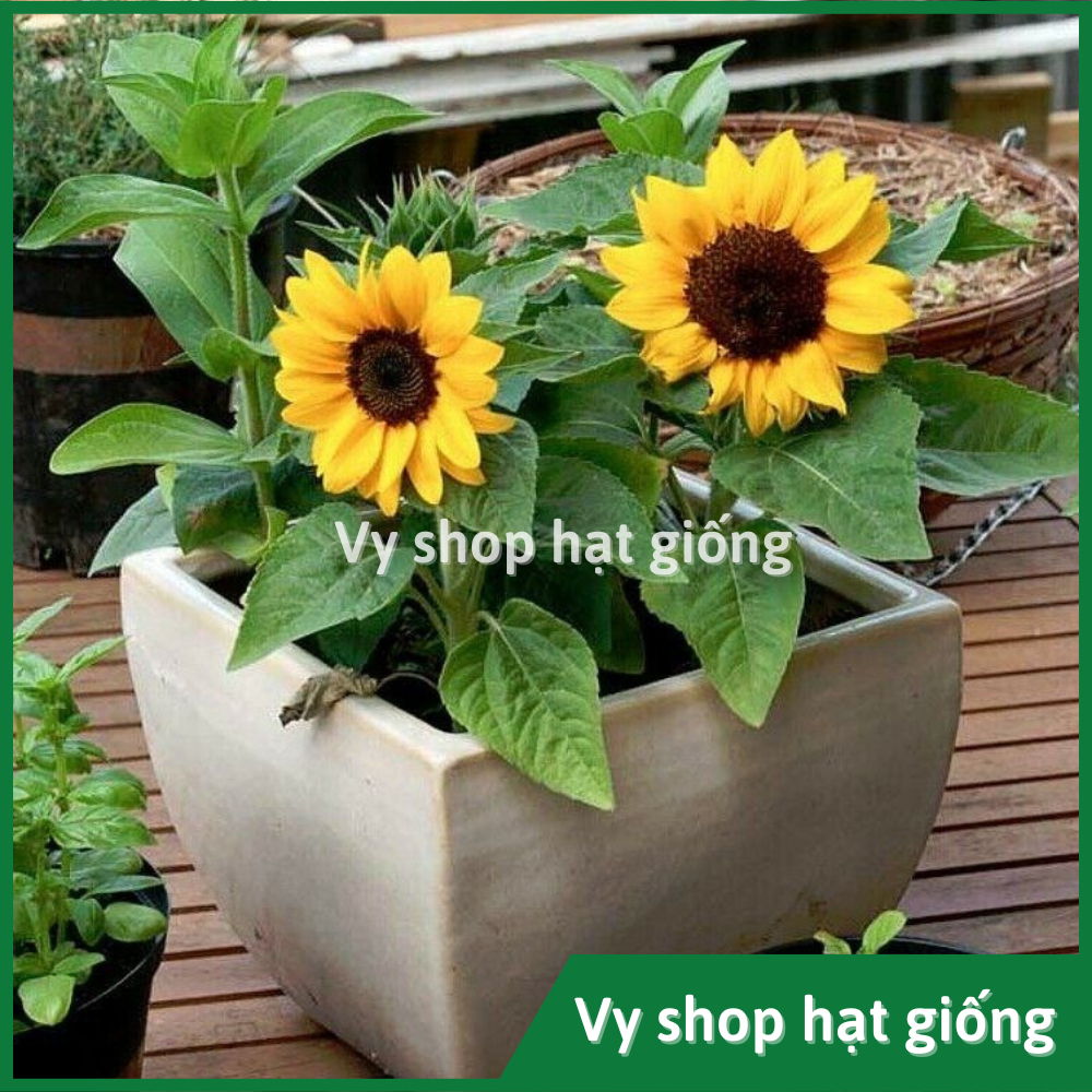 Hạt giống hoa hướng dương lùn trồng chậu gói 18 hạt
