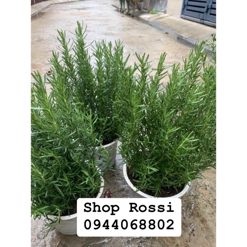 Com bo 3 CHẬU CÂY HƯƠNG THẢO