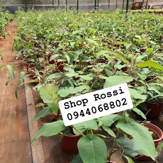 Cây bạch đàn chanh giống mỹ