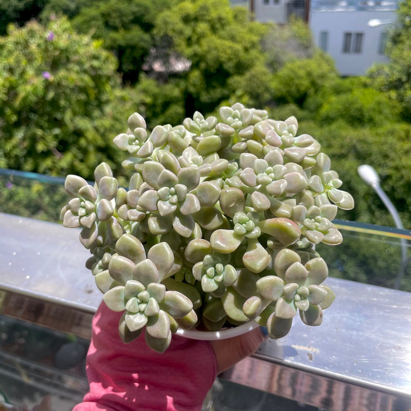Sen Đá Kim Tuyến - size Trung - Xả đất khi gửi ạ