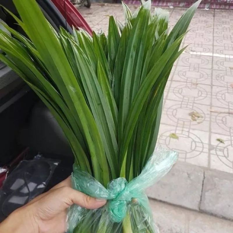 Lá nếp tươi, lá dứa. Đã bật hỏa tốc