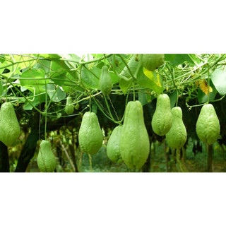 quả su su giống hàng sll