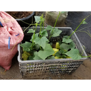 Quả su su giống hàng sll