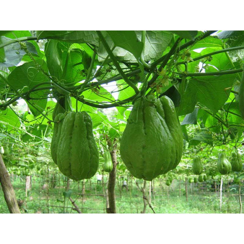 Quả su su giống hàng sll