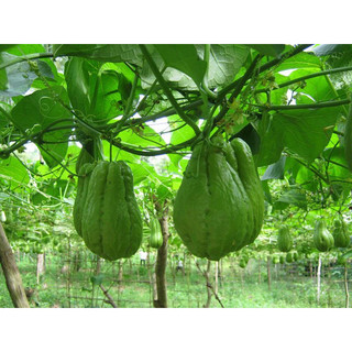 quả su su giống hàng sll